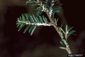 balsam wooly adelgid