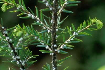 hemlock wooly adelgid infestation