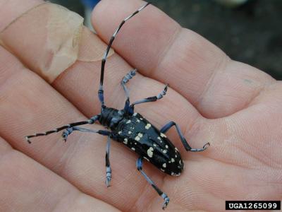 Asian Long Haired Beetle 12