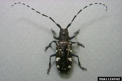 asian longhorned beetle