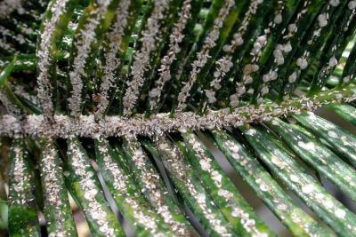 cycad aulacaspis scale