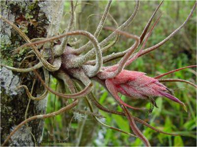 bromeliad weevil