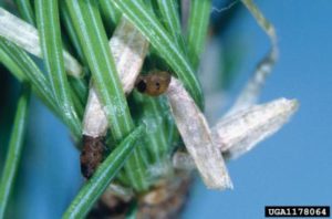 larch casebearer larvae feeding on pine needles