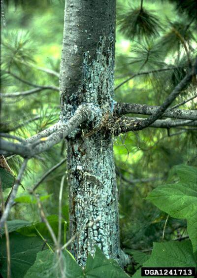 white pine blister rust