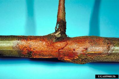 chestnut blight infection on a branch