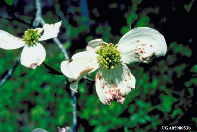 dogwood anthracnose disease on a flower