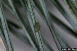 an adult spruce aphid on spruce needles