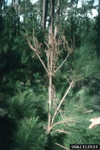 pine pitch canker damage