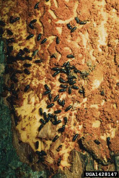adult red haired pine bark beetles