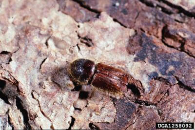 european spruce beetle