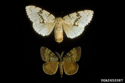 european gypsy moth