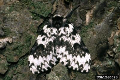 eurasian nun moth