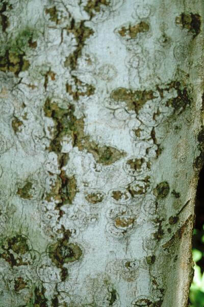 scars from beech bark disease