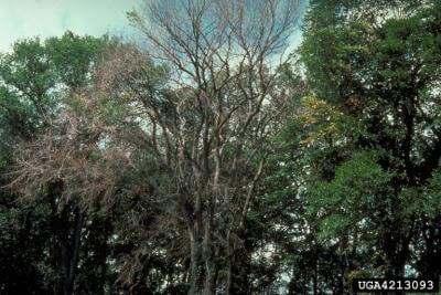 dutch elm disease