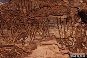 mediterranean pine engraver beetle damage