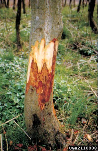 alder dieback damage