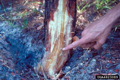 phytophthora root cinnamomi rot pine invasive species sand bug symptoms barmac rands pinus clausa