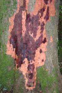 beech tree with necrotic bark