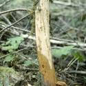 port orford cedar root disease