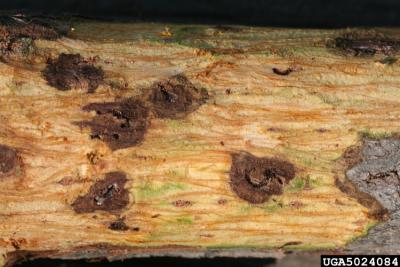 thousand canker disease on a walnut twig