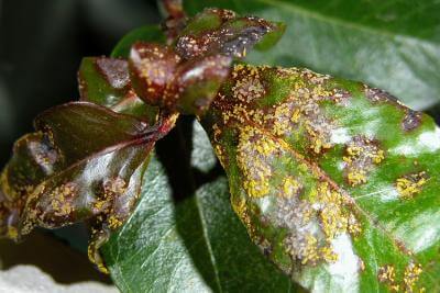 ohi'a rust on a leaf