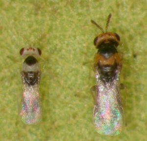 adult erythrina gall wasps, male and female