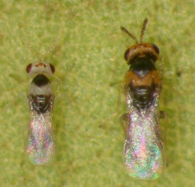 adult erythrina gall wasps, male and female