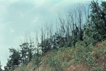 butternut canker damage