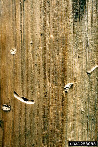 amylostereum complex damage, caused by sirex woodwasp