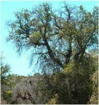 a tree infected with soapberry borer