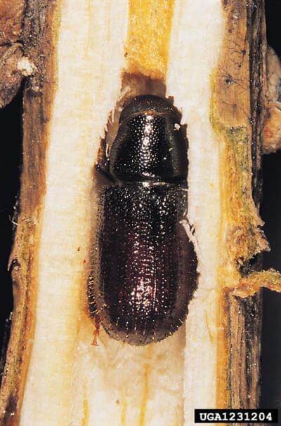 adult larger pine shoot beetle in a pine twig