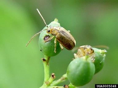 adult viburnum leaf beetle