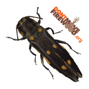 gold spotted oak borer temporary tattoo