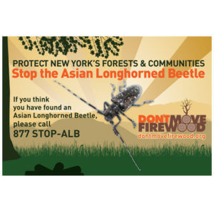 NY beetle buster poster asian longhorned beetle
