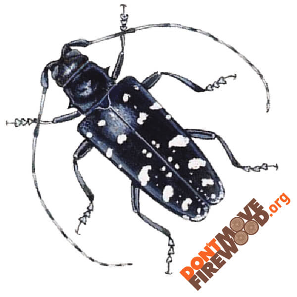 asian longhorned beetle temporary tattoo