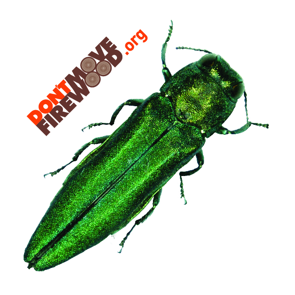 emerald ash borer tattoo