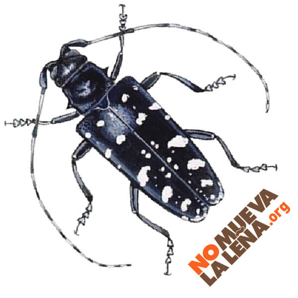 no mueva la lena temporary tattoo asian longhorned beetle