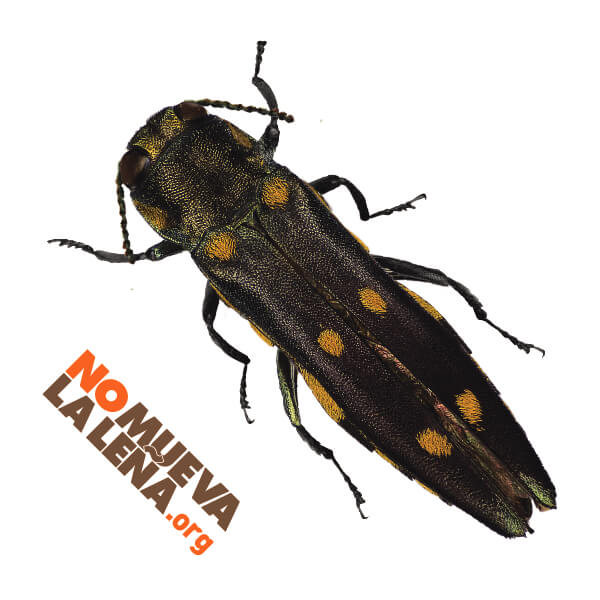 temporary tattoo no mueva la lena gold spotted oak borer