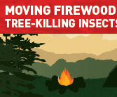 don't move firewood screen shot