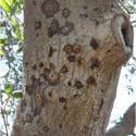 polyphagous shot hole borer tree damage