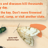 don't move firewood gypsy moth poster