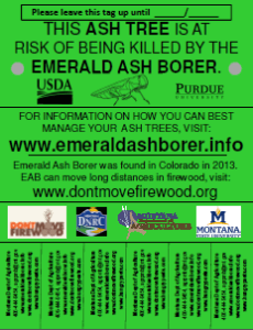MT emerald ash borer poster with tearable pieces
