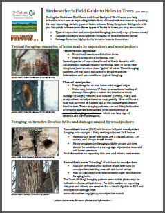 birdwatchers guide to holes in trees