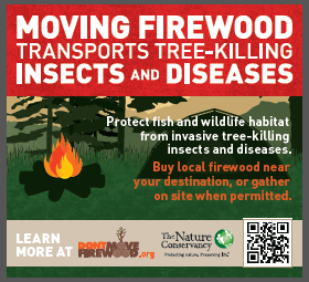 USA today don't move firewood ad