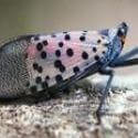 spotted lanternfly