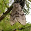 asian spongy moth