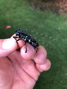 asian longhorned beetle held in persons hand