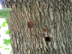red maple with asian longhorned beetle damage