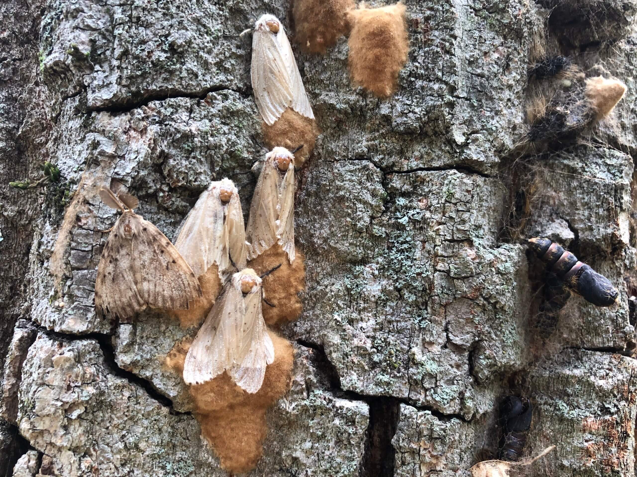 spongy moth male female pupa eggs Lindholm