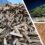 WEBINARS: Emerald Ash Borer Awareness Week 2023!